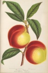 Vintage Art Fruits Peaches
