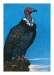 Vintage Art Vulture Bird