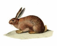 Vintage Art Bunny Rabbit
