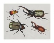 Vintage Art Beetle Illustration