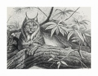Vintage Art Cat Lynx