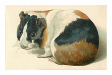 Vintage Art Guinea Pig