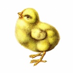Vintage Art Easter Chick Chick
