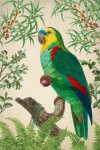 Vintage Art Parrot Amazon