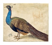 Vintage Art Peacock Bird