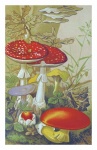 Vintage Art Mushrooms Champions