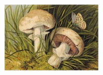 Vintage Art Mushrooms Butterfly
