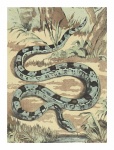 Vintage Art Snake Illustration