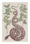Vintage Art Snake Plants