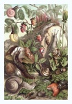 Vintage Art Snails Painting