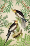 Vintage Art Parakeets Birds