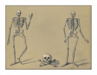 Vintage Art Skeletons Skull