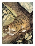 Vintage Art Tiger Cat