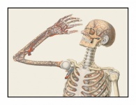 Vintage Art Torso Anatomy