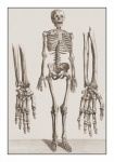 Vintage Art Torso Skeleton