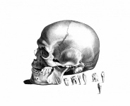 Vintage Art Skull And Crossbones