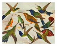 Vintage Art Birds Hummingbirds