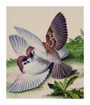 Vintage Art Birds Sparrows