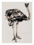 Vintage Art Ostrich