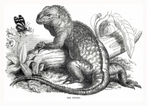 Vintage Iguana Iguana Illustration