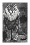 Vintage Lion Old Illustration