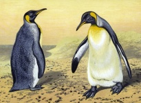 Vintage Penguins Old Illustration