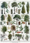 Vintage Poster Trees Botanical