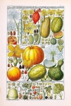 Vintage Poster Vegetable Blossoms