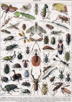 Vintage Poster Insects Beetles