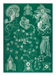 Vintage Jellyfish Illustration Art