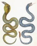 Vintage Snakes Old Illustration