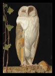 Vintage Barn Owl Illustration