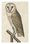Vintage Barn Owl Illustration