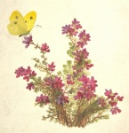 Vintage Butterfly Flowers