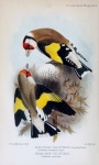 Vintage Bird Old Illustration