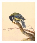 Vintage Bird Great Tit Titmouse