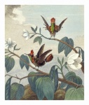 Vintage Bird Hummingbird Illustration