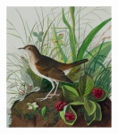 Vintage Bird Art Illustration