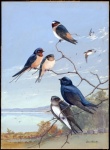Vintage Bird Art Painting