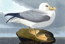 Vintage Bird Seagull Illustration