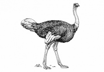 Vintage Ostrich Illustration
