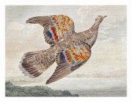 Vintage Bird Dove Art