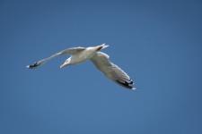 Flying Gull, Sea Bird