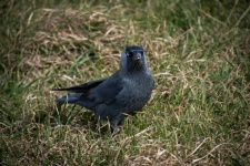 Jackdaw, Black Bird