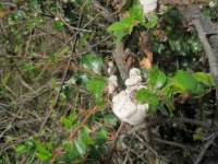 White Fungal Growth On Growing Tree