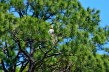 White Heron Nesting