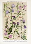 Wildflowers Floral Illustration Old