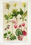 Wildflowers Floral Illustration Old