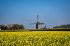 Windmill, Rapeseed Field, Landscape