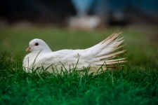 White Dove, White Bird